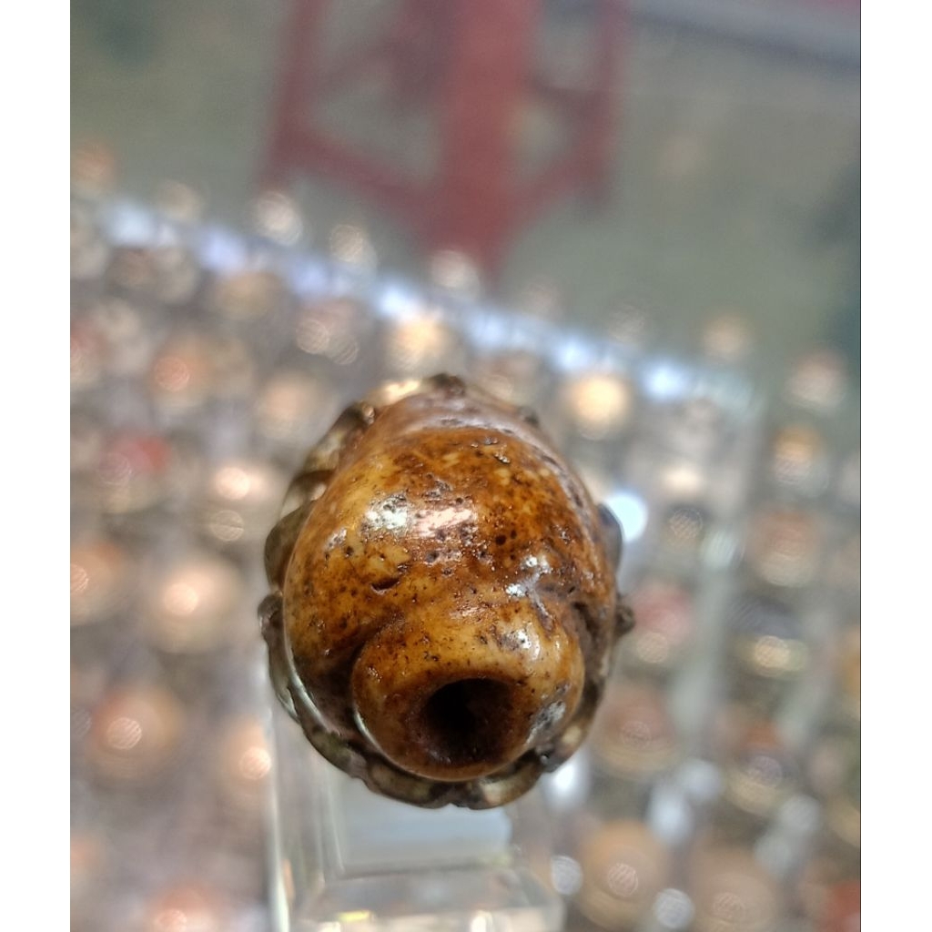 Cincin Fosil keong/Kol buntet(Natural)