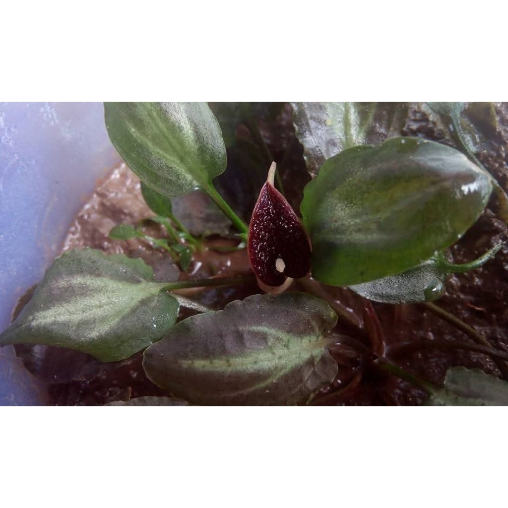 Cryptocoryne Nurii Splendor