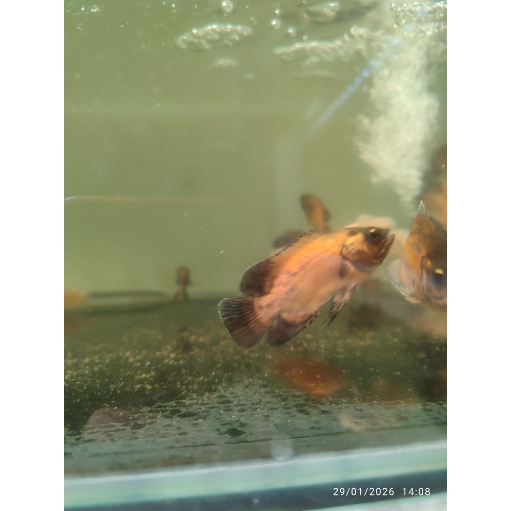 Mainan ikan oscar red tembaga 6-7 cm