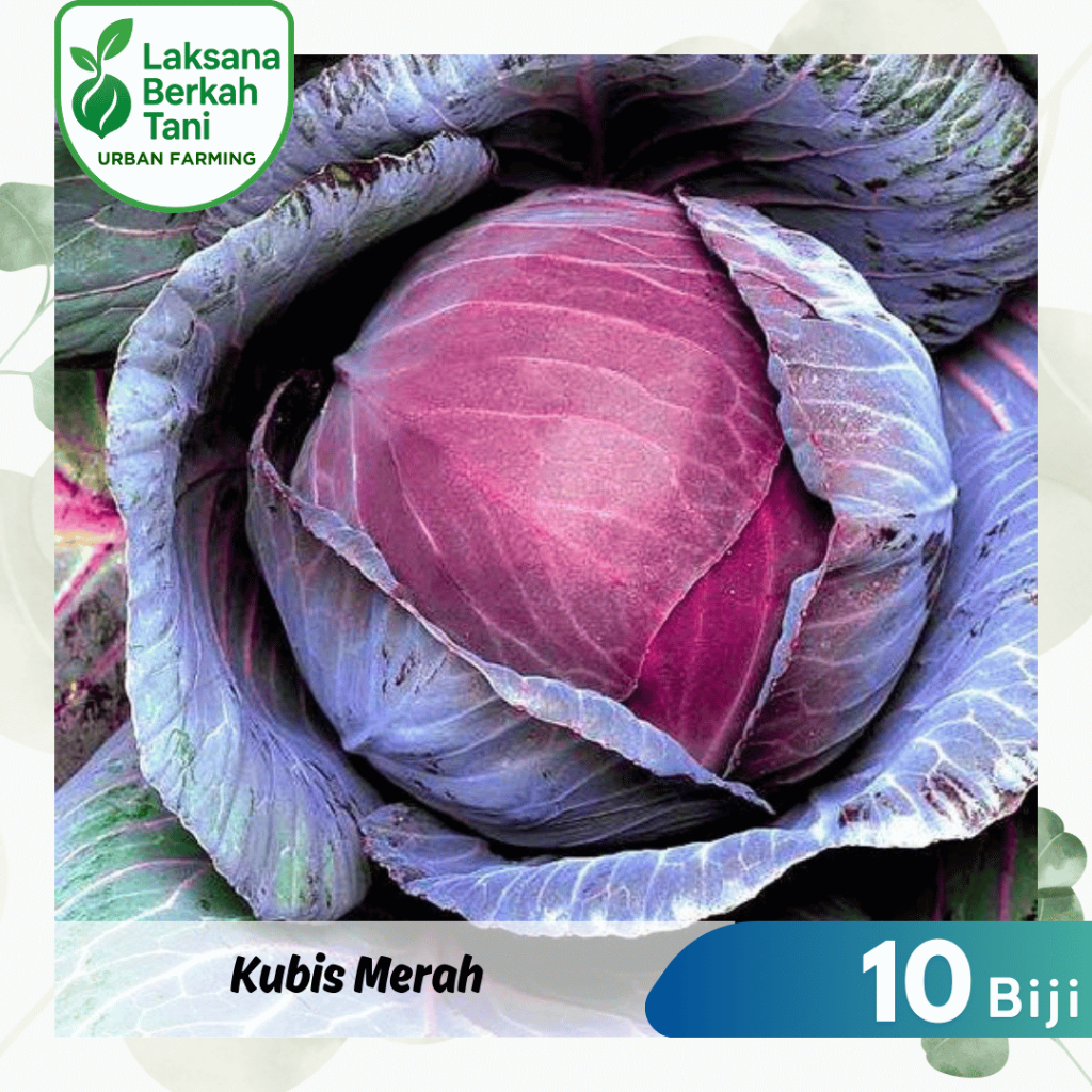 10 Butir Kubis Ungu Bibit Sayuran Tanaman Kubis Merah