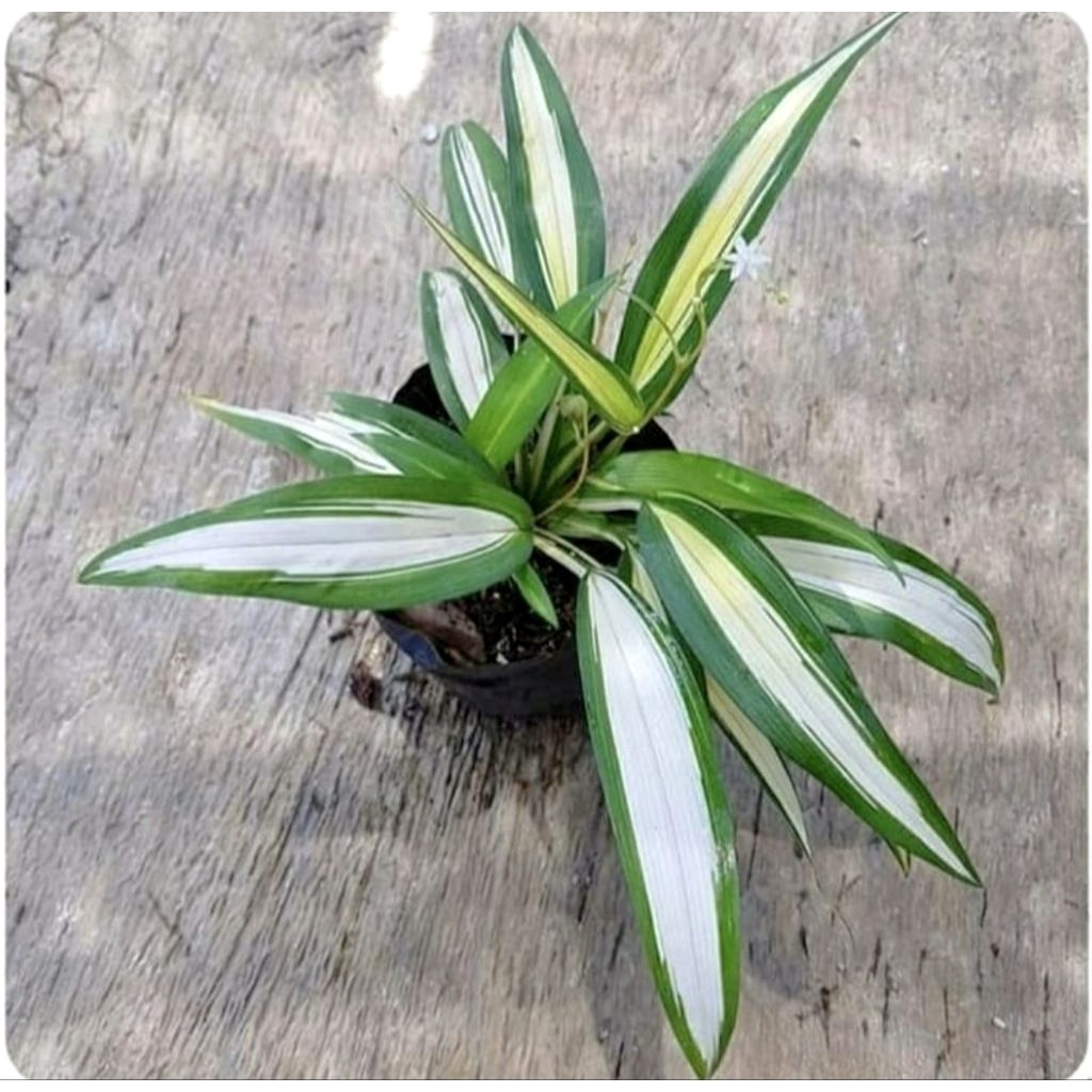 Tanaman Hias Hema Variegata - Lili paris Hema Kuning