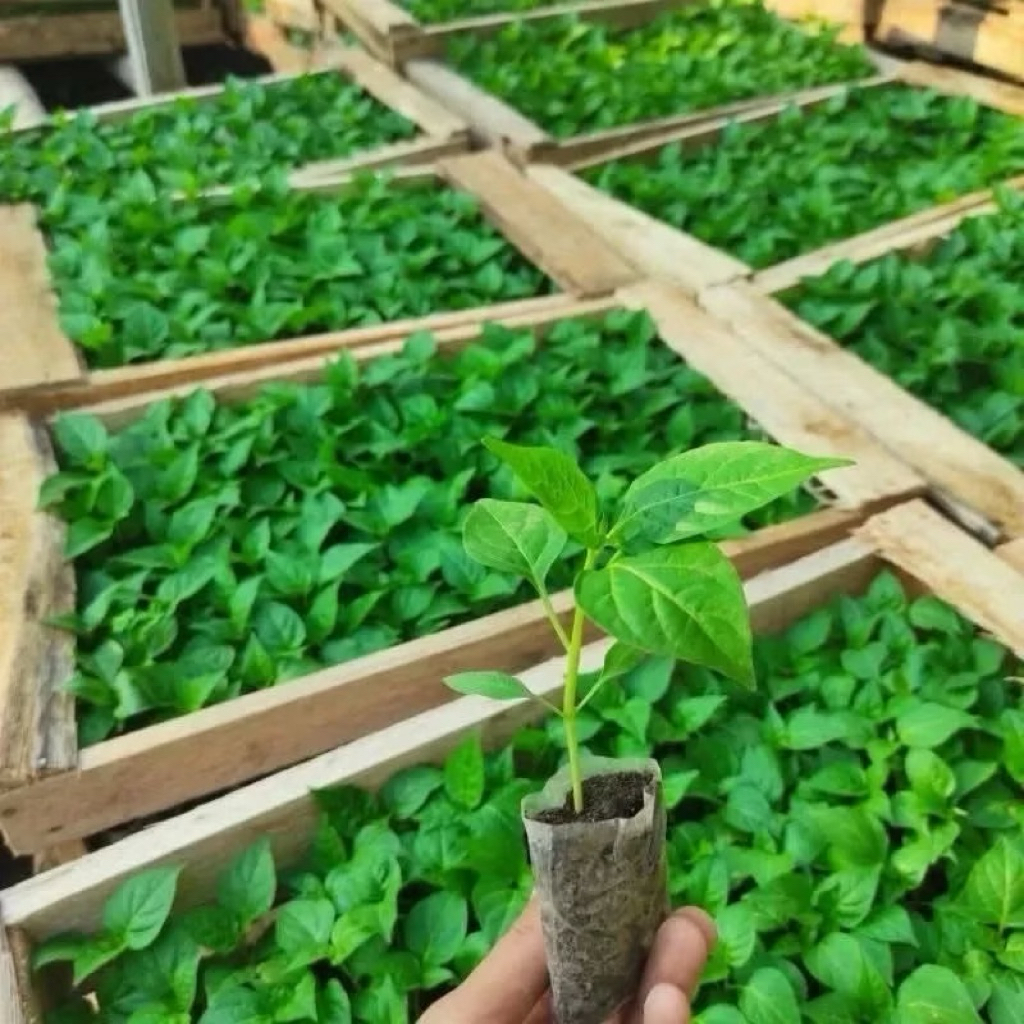 Bibit Cabe Rawit Ori 212 Siap Tanam