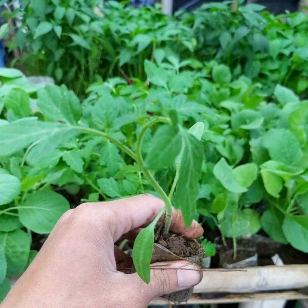 Bibit Cabe Hijau Besar Siap Tanam
