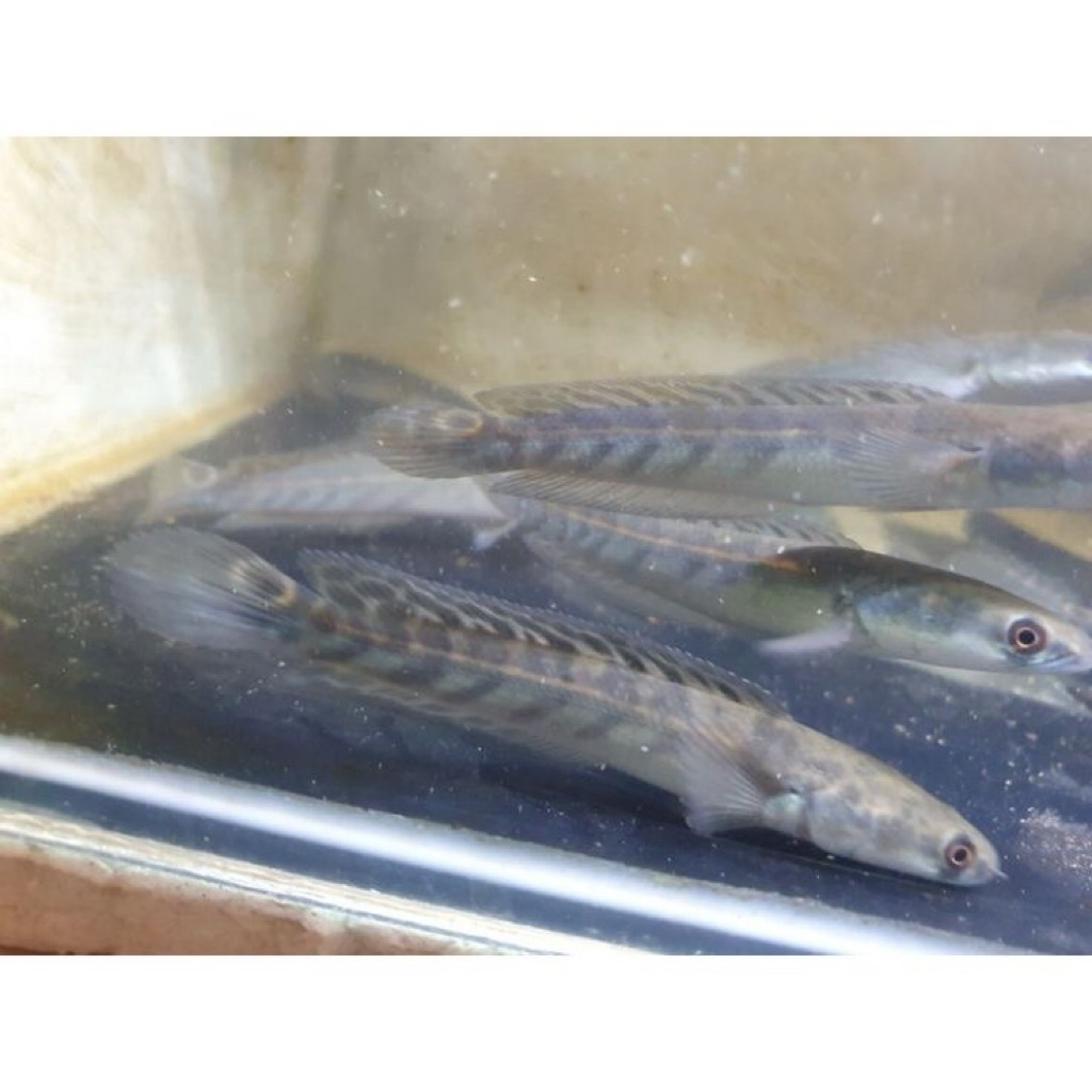 (INSTAN) Chana yellow sentarum 8-10cm bahan progres batik