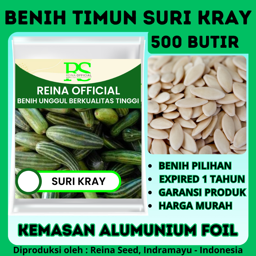 500 BIJI BENIH TIMUN SURI KRAY LALAP
