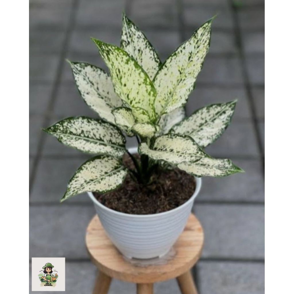 Tanaman hias aglonema snow white - Tanaman hias indoor aglonema snow white.