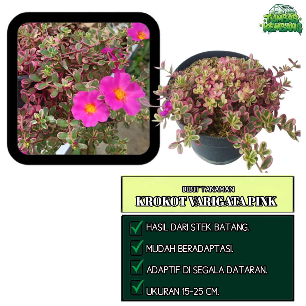Bibit Tanaman Hias Krokot Varigata Pink - Bunga Portulaca Oleracea Variegata Cantik - Mudah Hidup - 