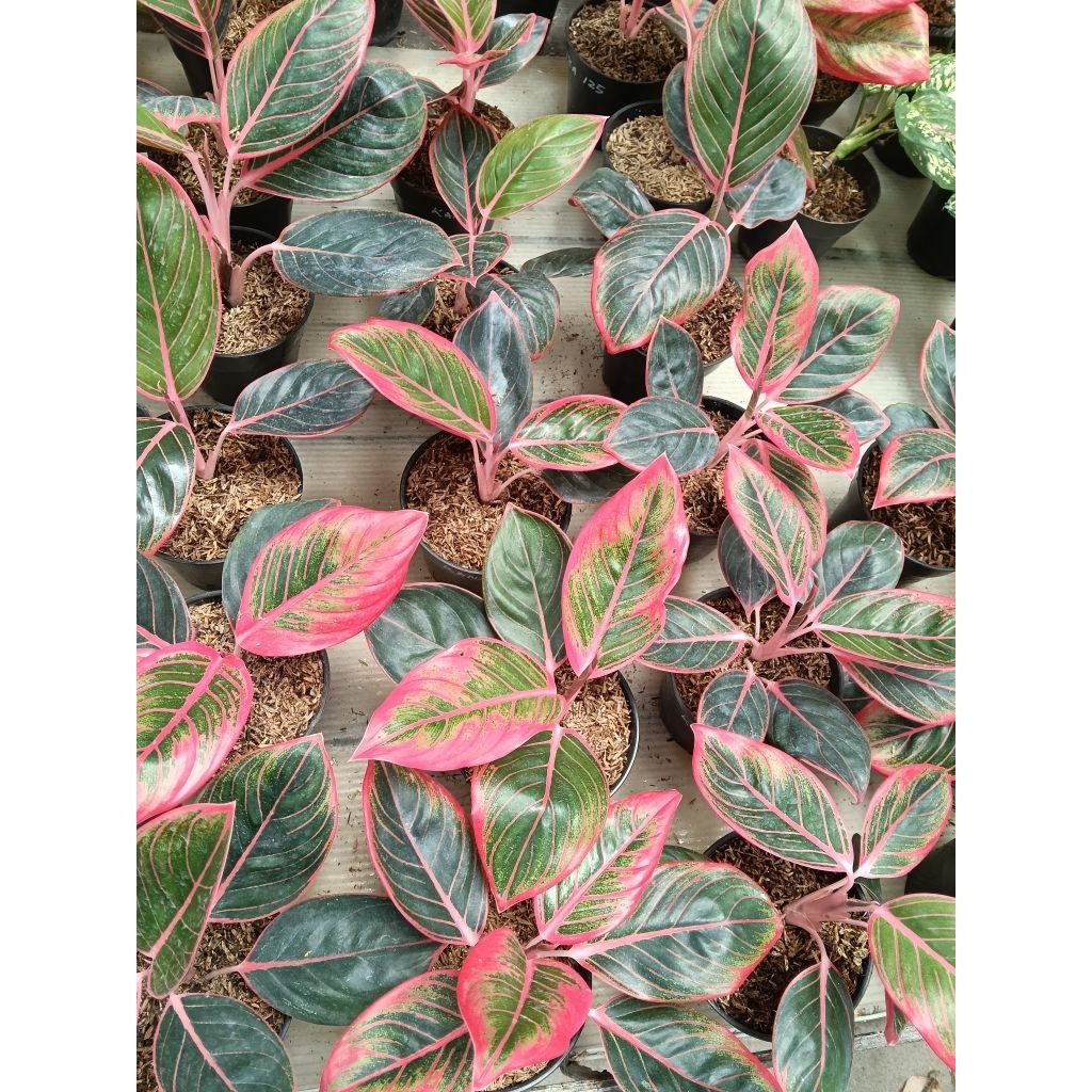 Aglaonema Khanza