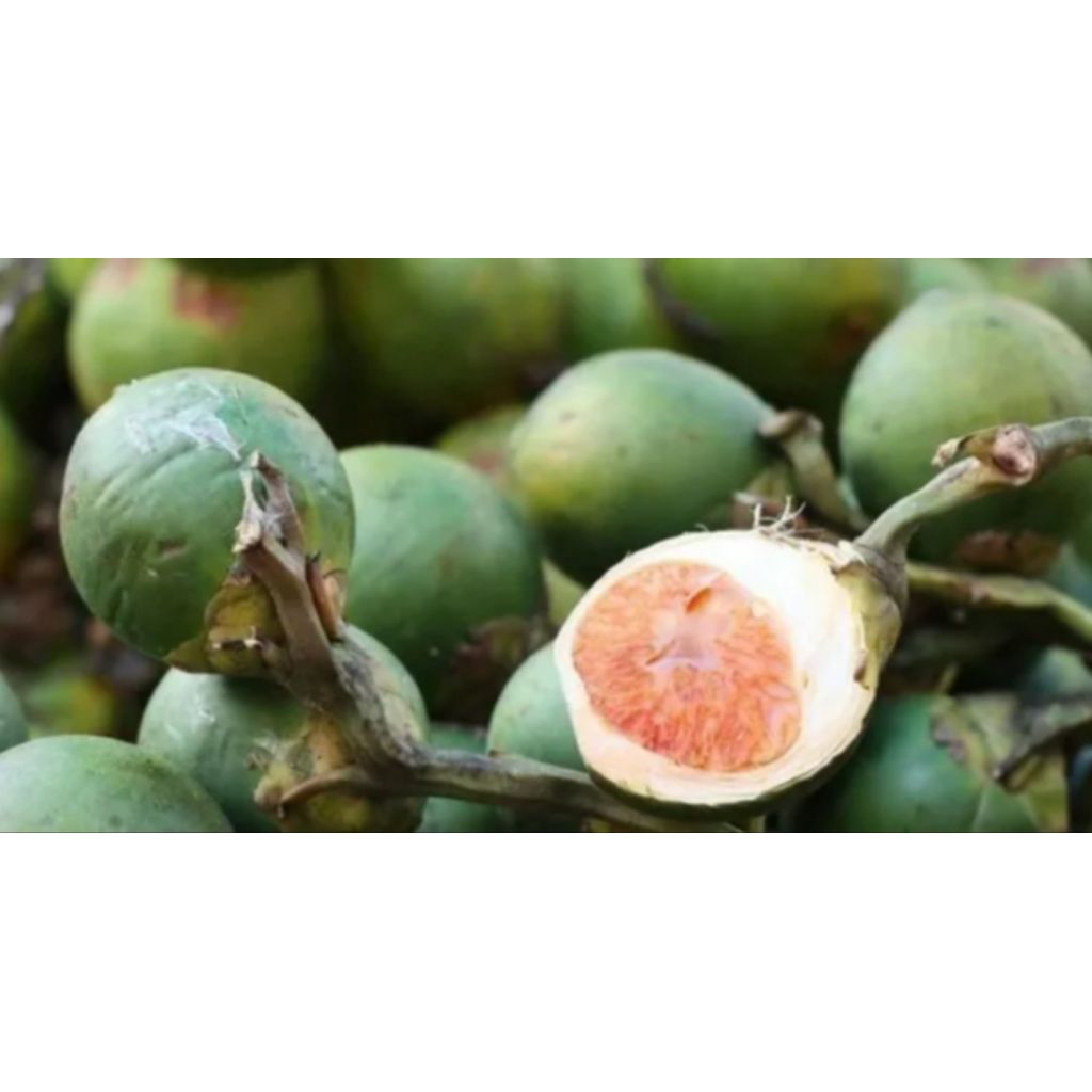 Buah Pinang Batara (Jambe Batara)