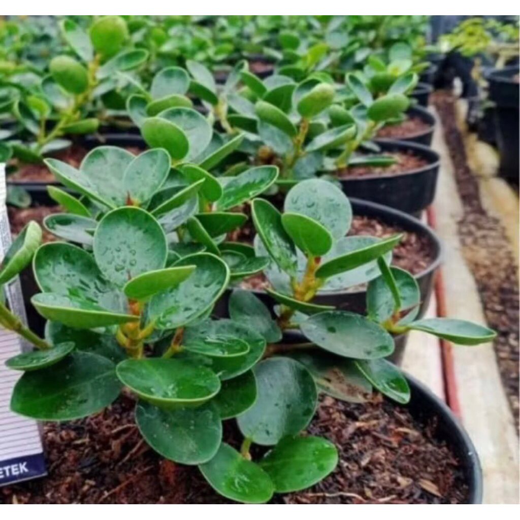 Tanaman Hias Dolar Mangkok/ Dolar Micro