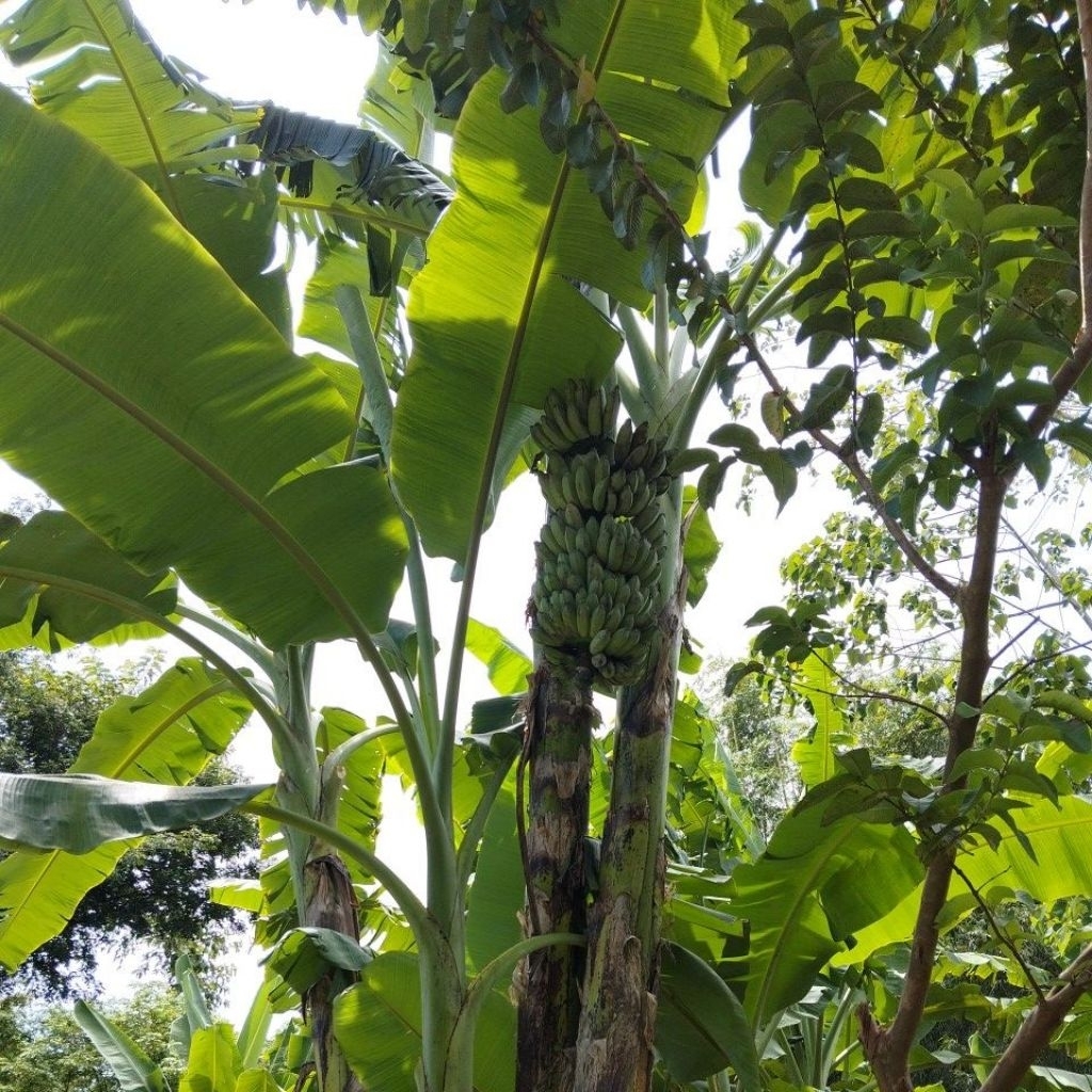 Pisang Raja Bandung/Pisang Raja Uter/Pisang Siam 1 Sisir Tua Baru Panen