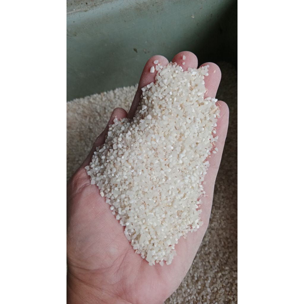 beras menir pakan ayam