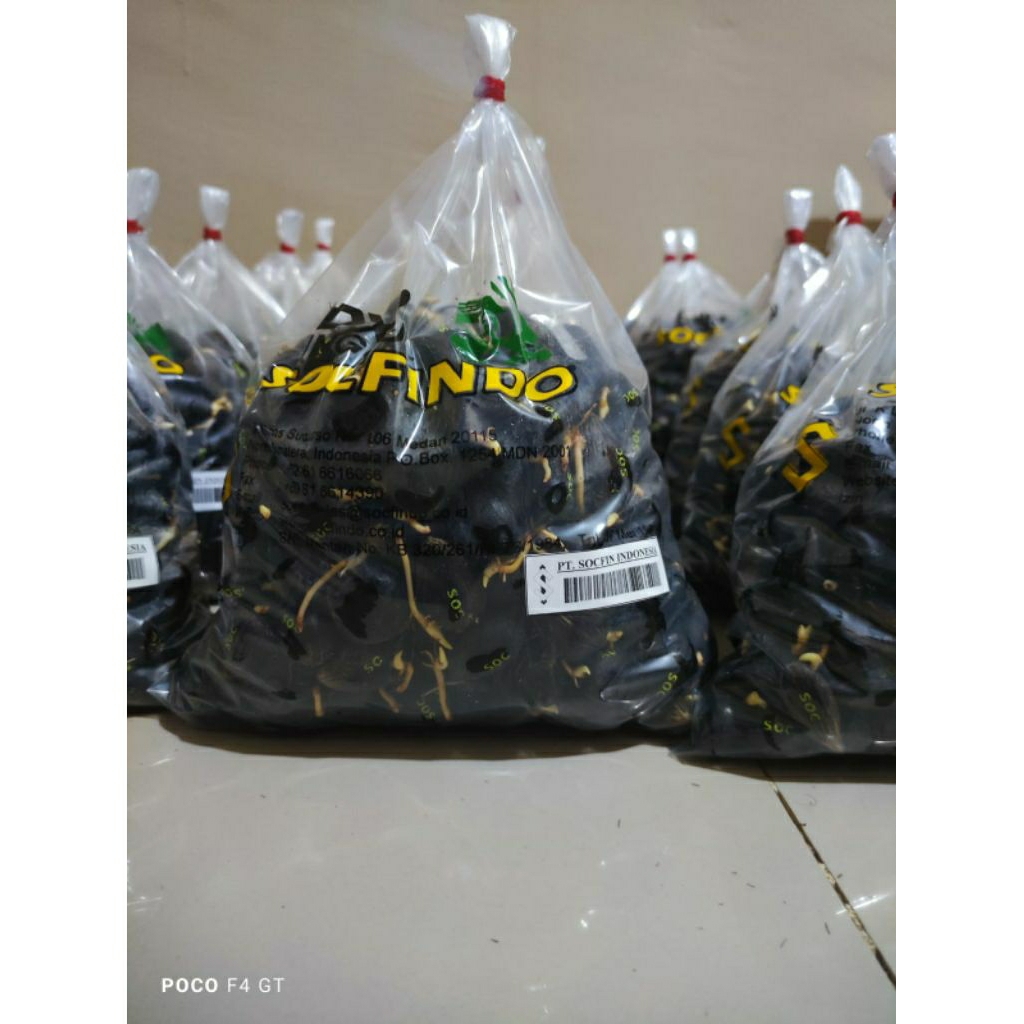 bibit sawit/kecambah sawit socfindo