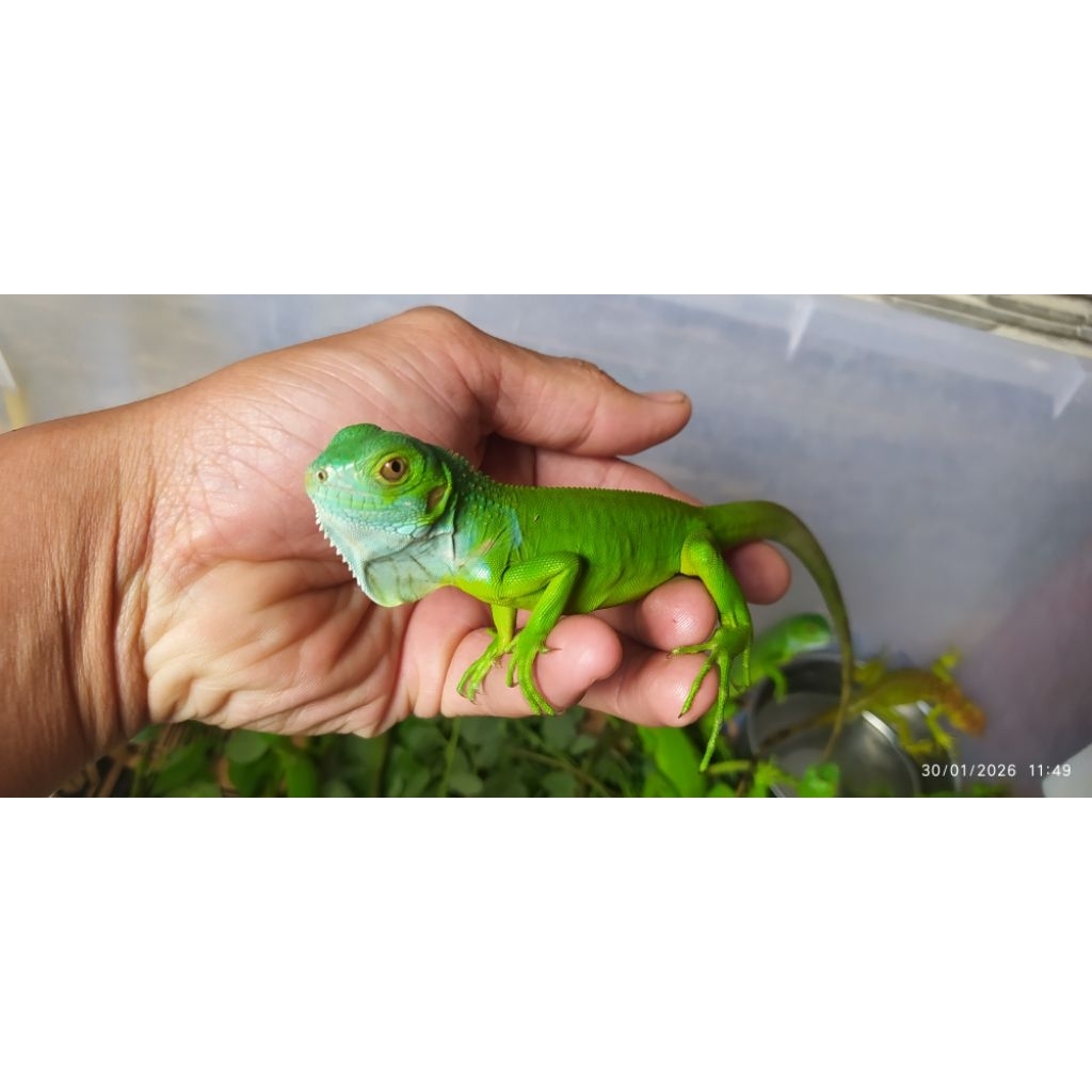 Iguana green het albino baby up