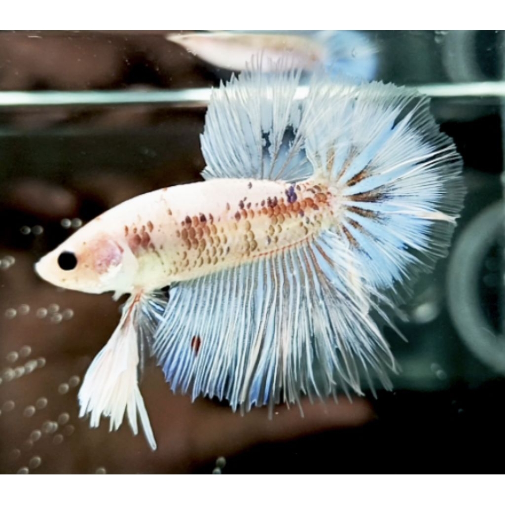 HMPK BESTER DASI SLAYER