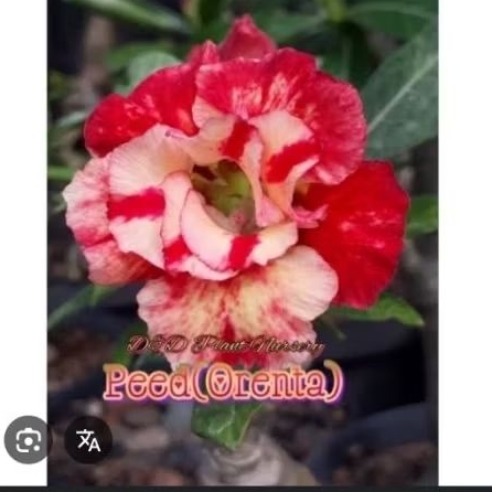 adenium bunga tumpuk kuning