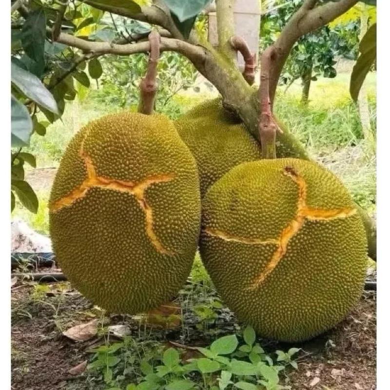 Bibit Tanaman Nangka Madu Jumbo Super