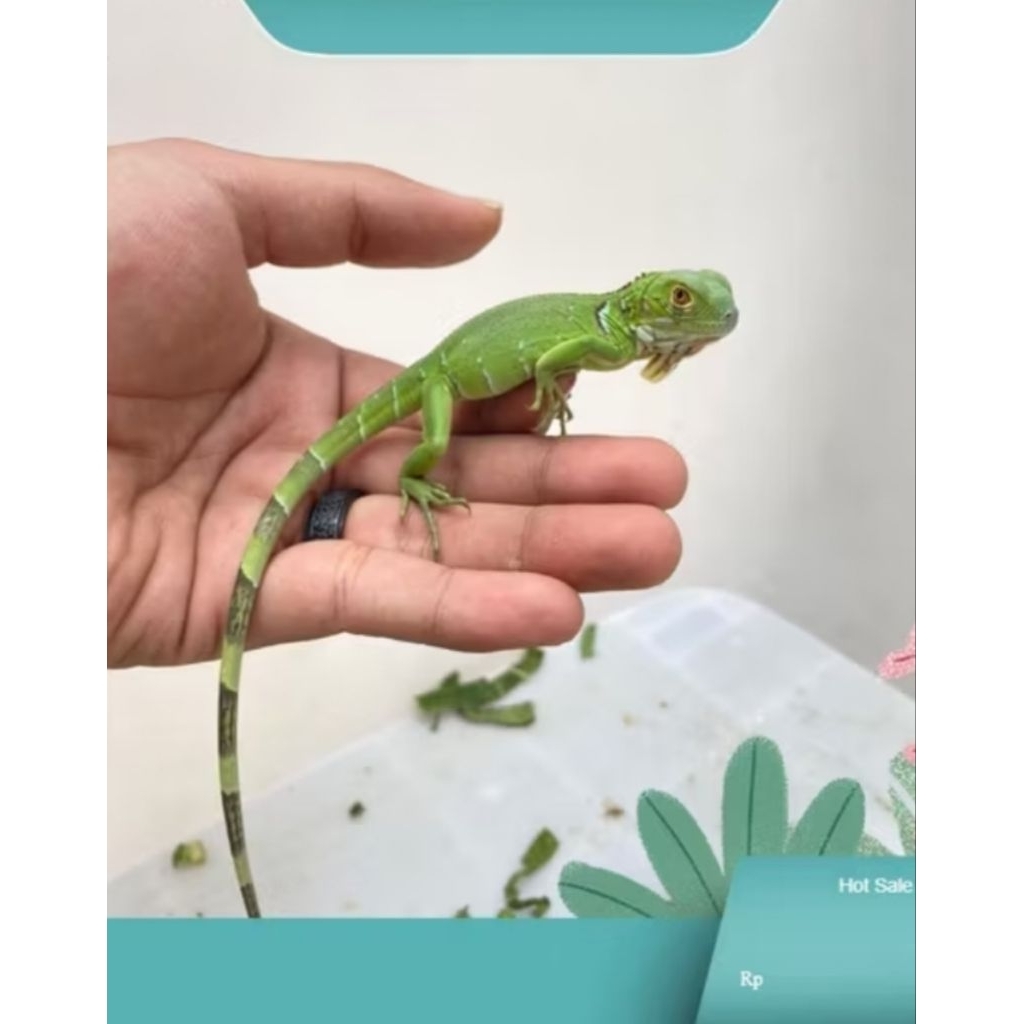 readiy iguna/londok/bunglon masih idup