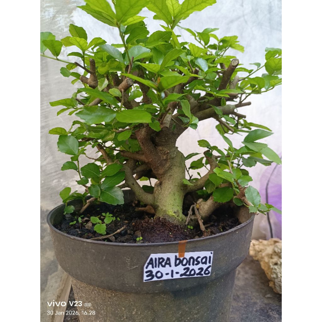 bahan bonsai serut hidup real pict