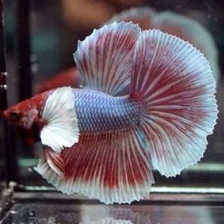 halfmoon big ear/Dumbo Ear Cupang Jantan - Warna Acak, Hiasan Aquarium
