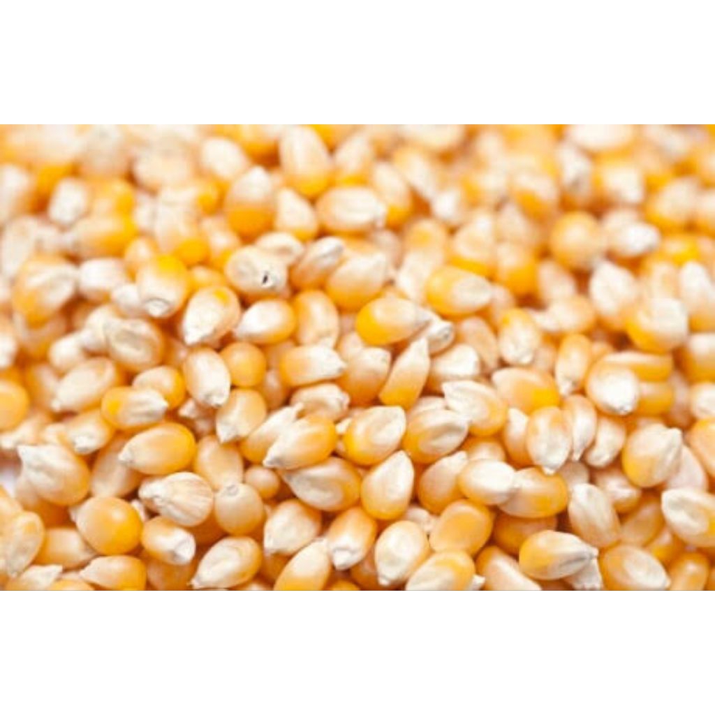 jagung pipil kering 1kg