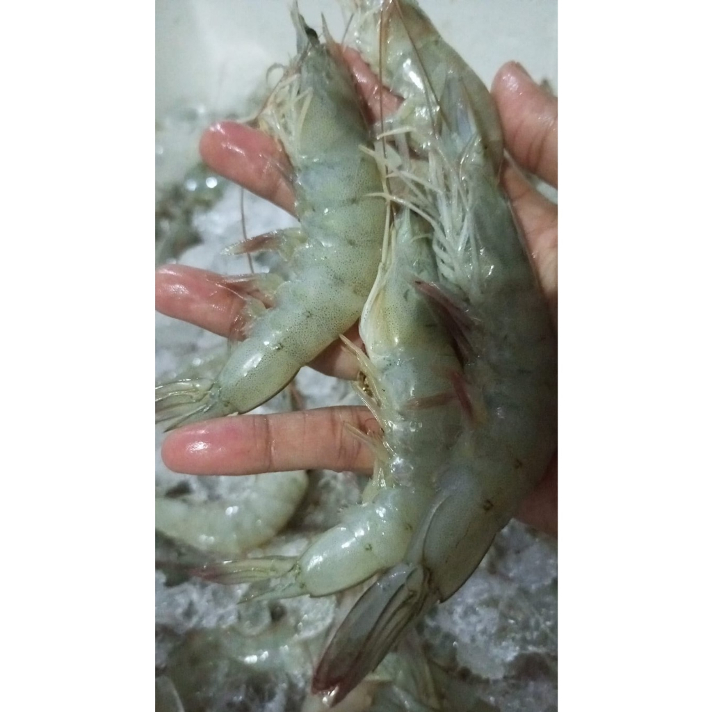 udang segar vaname
