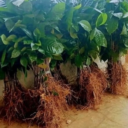 bibit kopi robusta klon Arsyad dan bagio super unggul