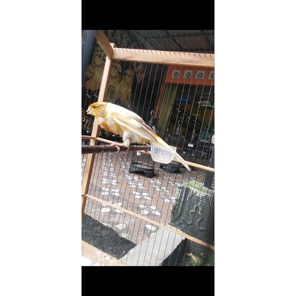 KENARI Rasmi gacor top grade. warna isabel.