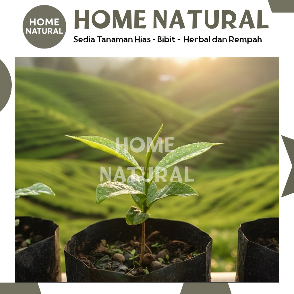 10 Bibit Pohon Teh Hijau Tanaman Teh Hijau Isi 10