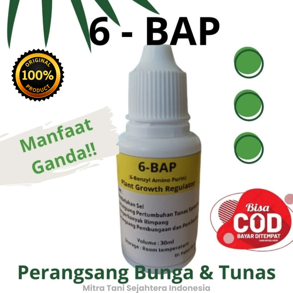 °SUPER MURAH HORMON 6-BAP PERANGSANG TUNAS ANGGREK°