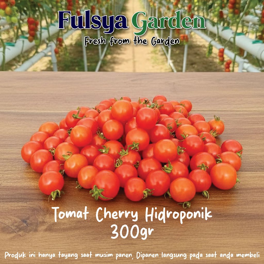 Tomat Cherry Hidroponik 300gr