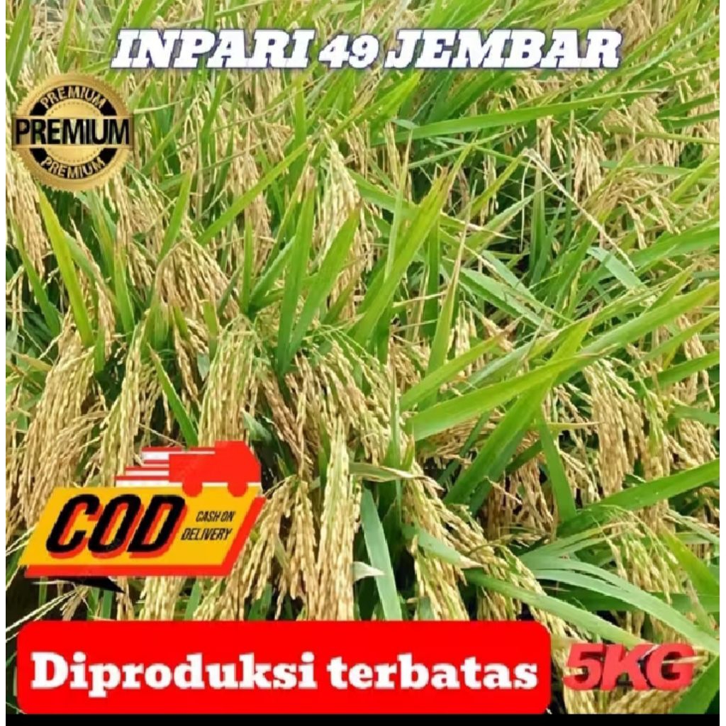 Benih Padi Unggul Inpari 49 Jembar Hasil Tinggi,5KG