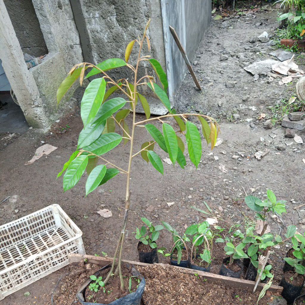 bibit durian monthong super | okulasi | kaki 3