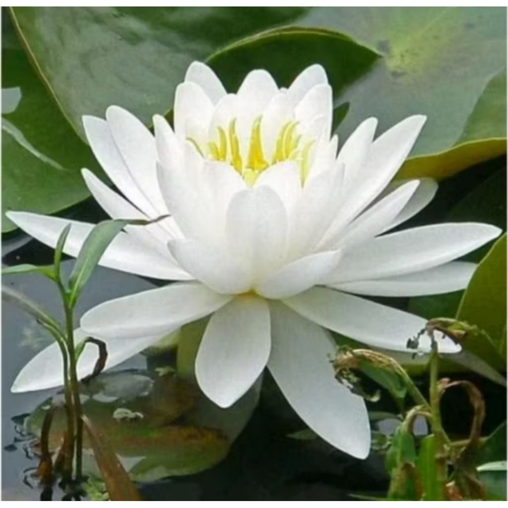 pohon teratai bunga putih