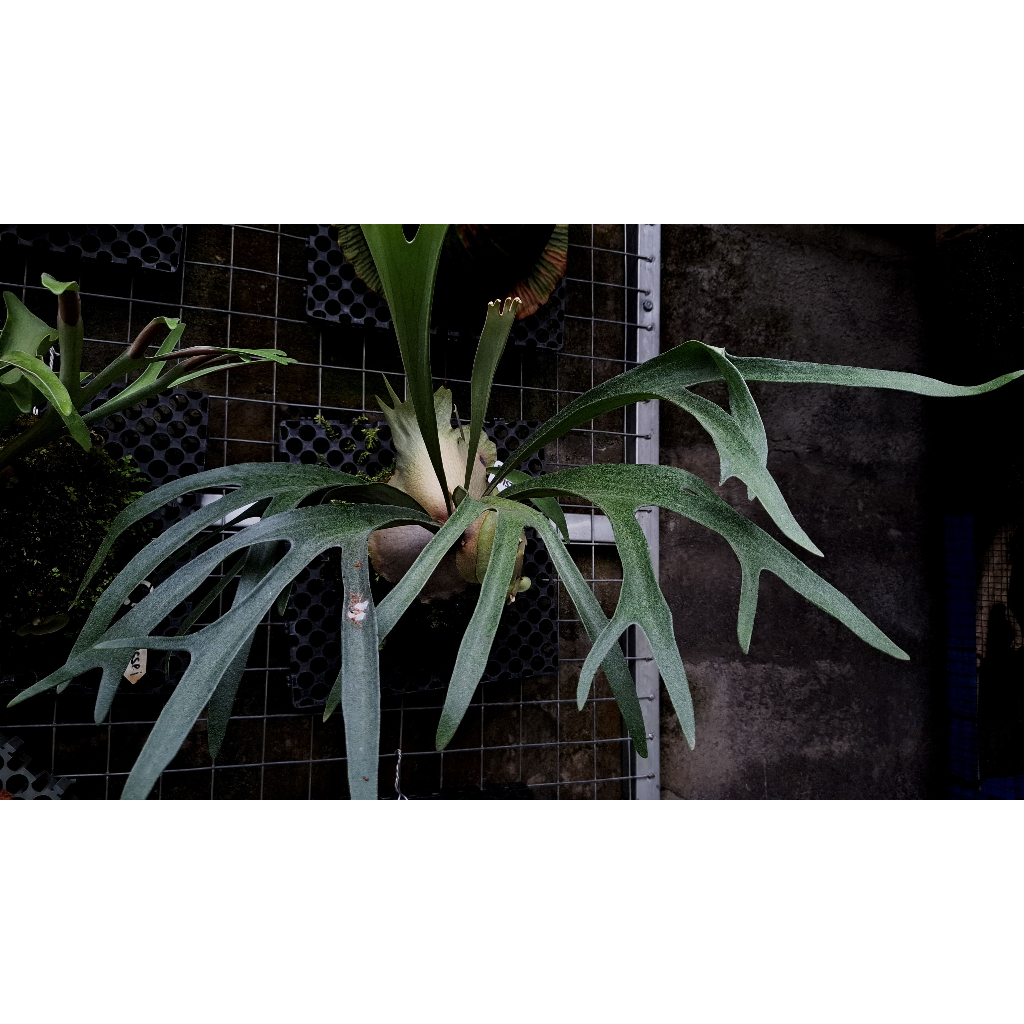 Platycerium Blue Vista Anakan