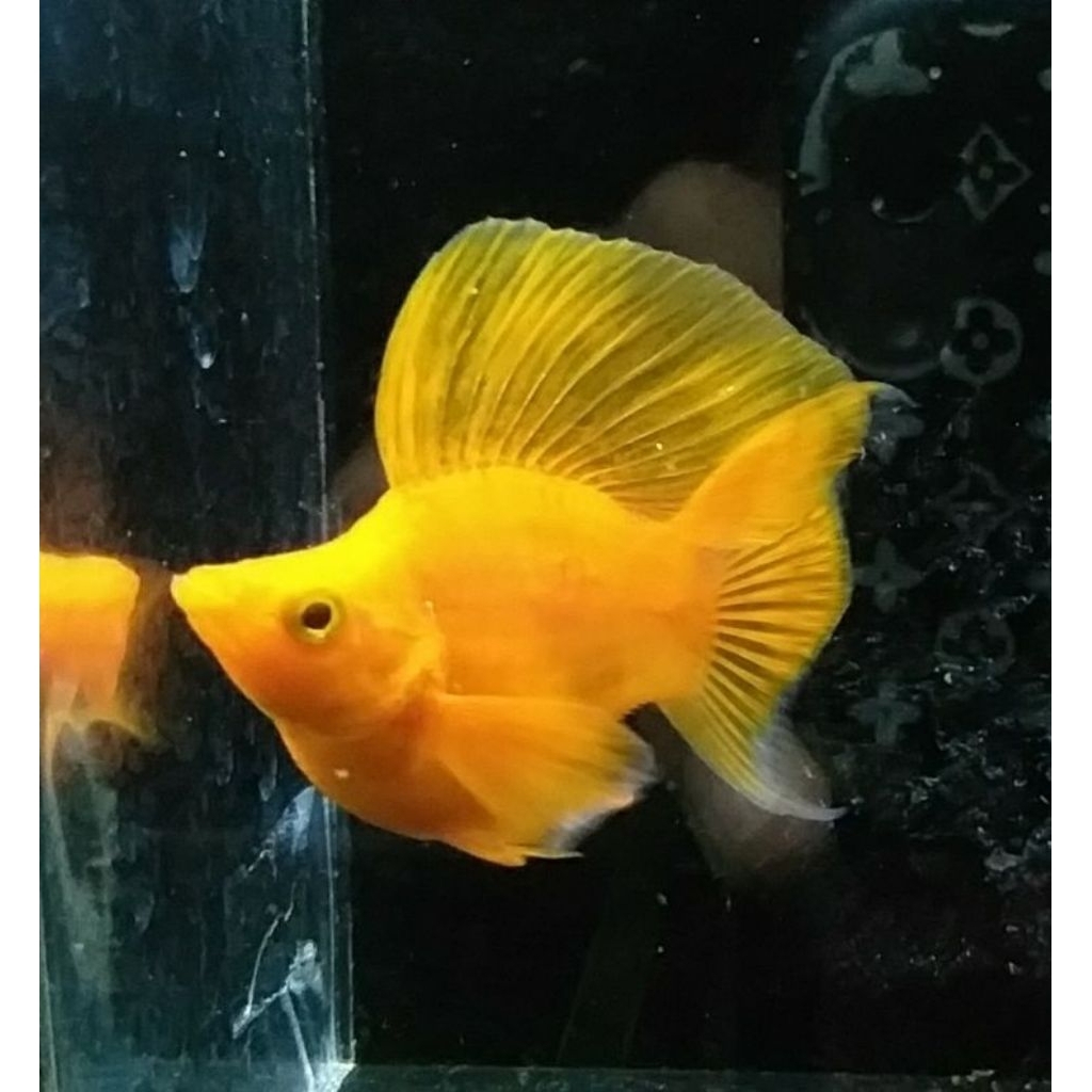 ikan molly balon sunkist 2 pasang