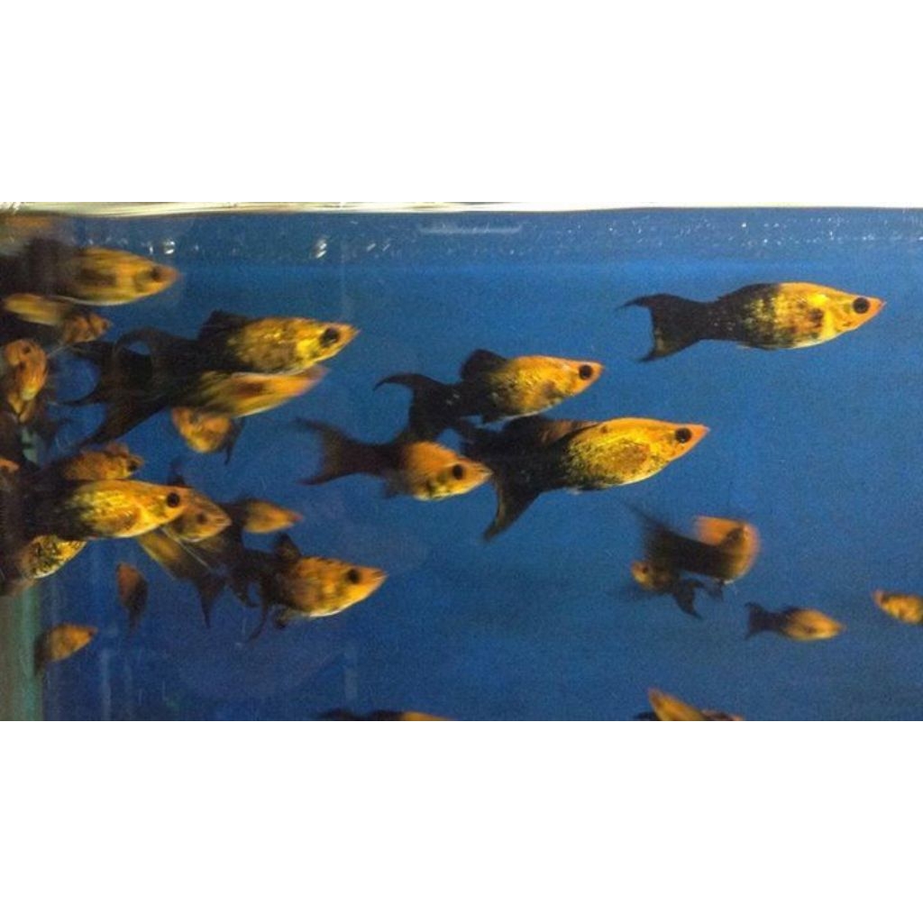 sepasang ikan molly golden black