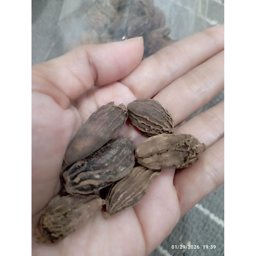 KAPULAGA HITAM INDIA