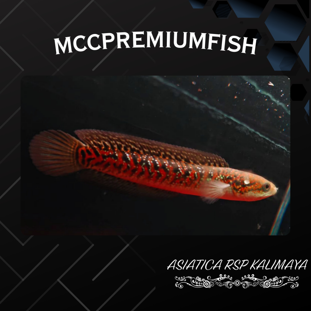 ASIATICA RSP Kalimaya Pure Super Foam Bahan Gondrong | SINGLE TANK - BEST SORTIRAN | Snakehead - Cha