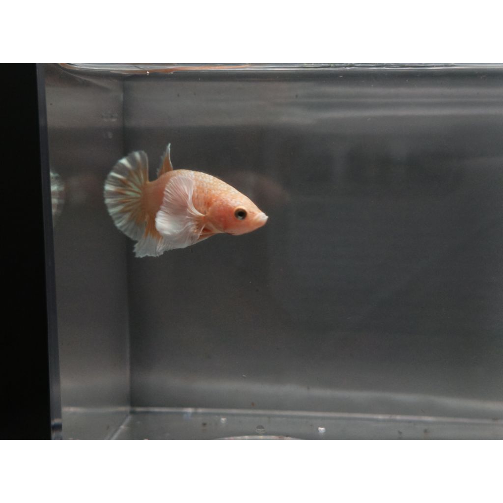 Cupang Plakat Dumbo Ear Gold