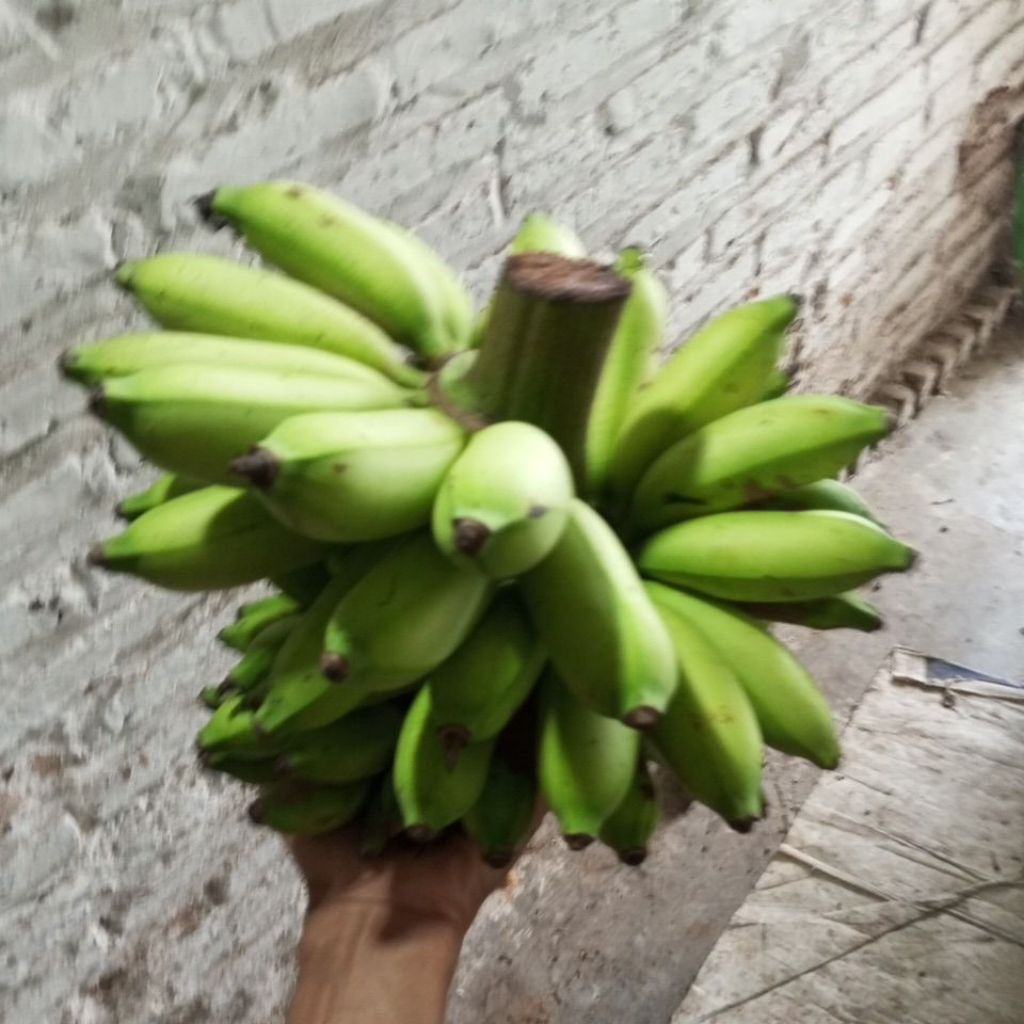 Pisang Emas Pisang Berlin Pisang ulin