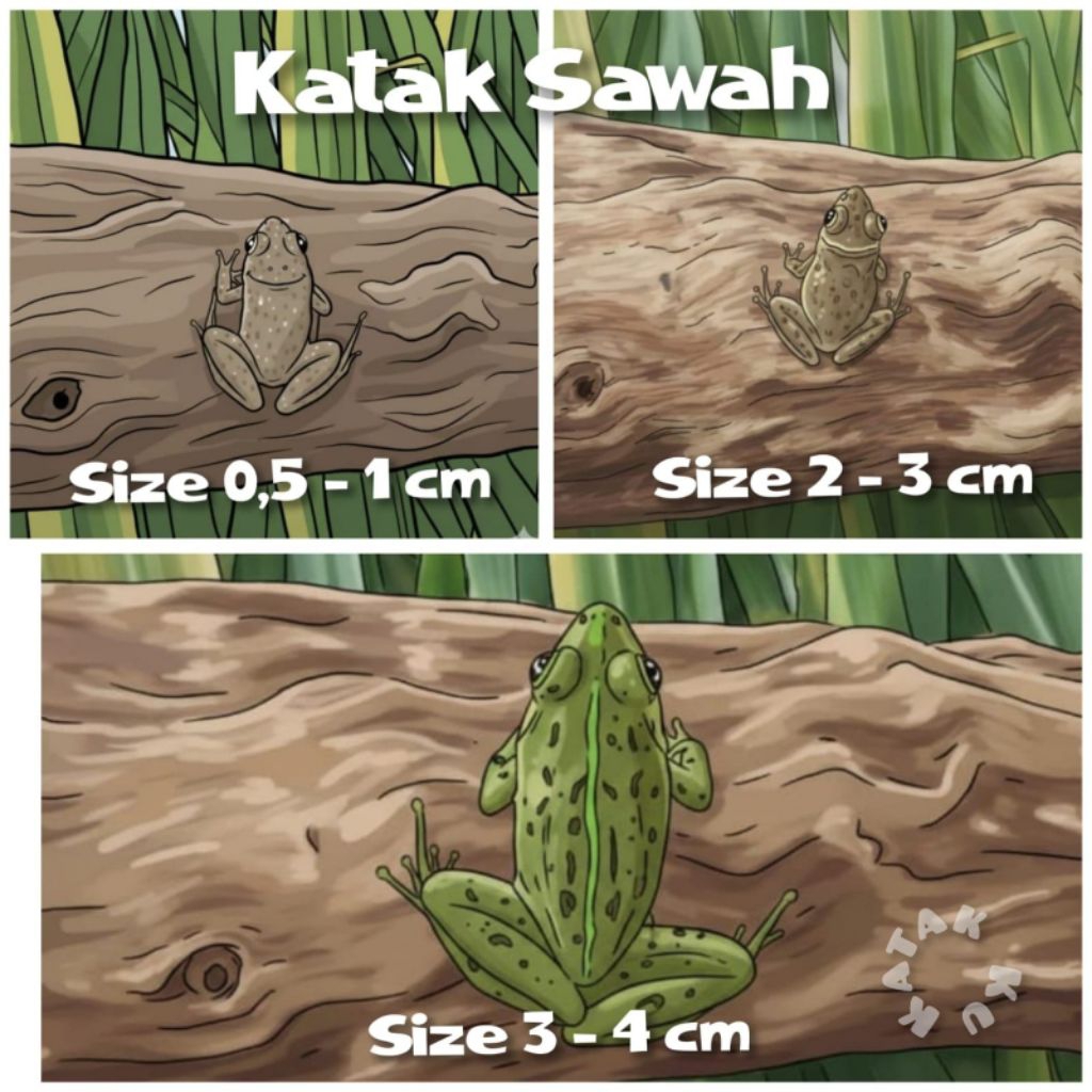 PAKAN ALAMI untuk mempercepat pertumbuhan ikan cana,oskar arwana dll