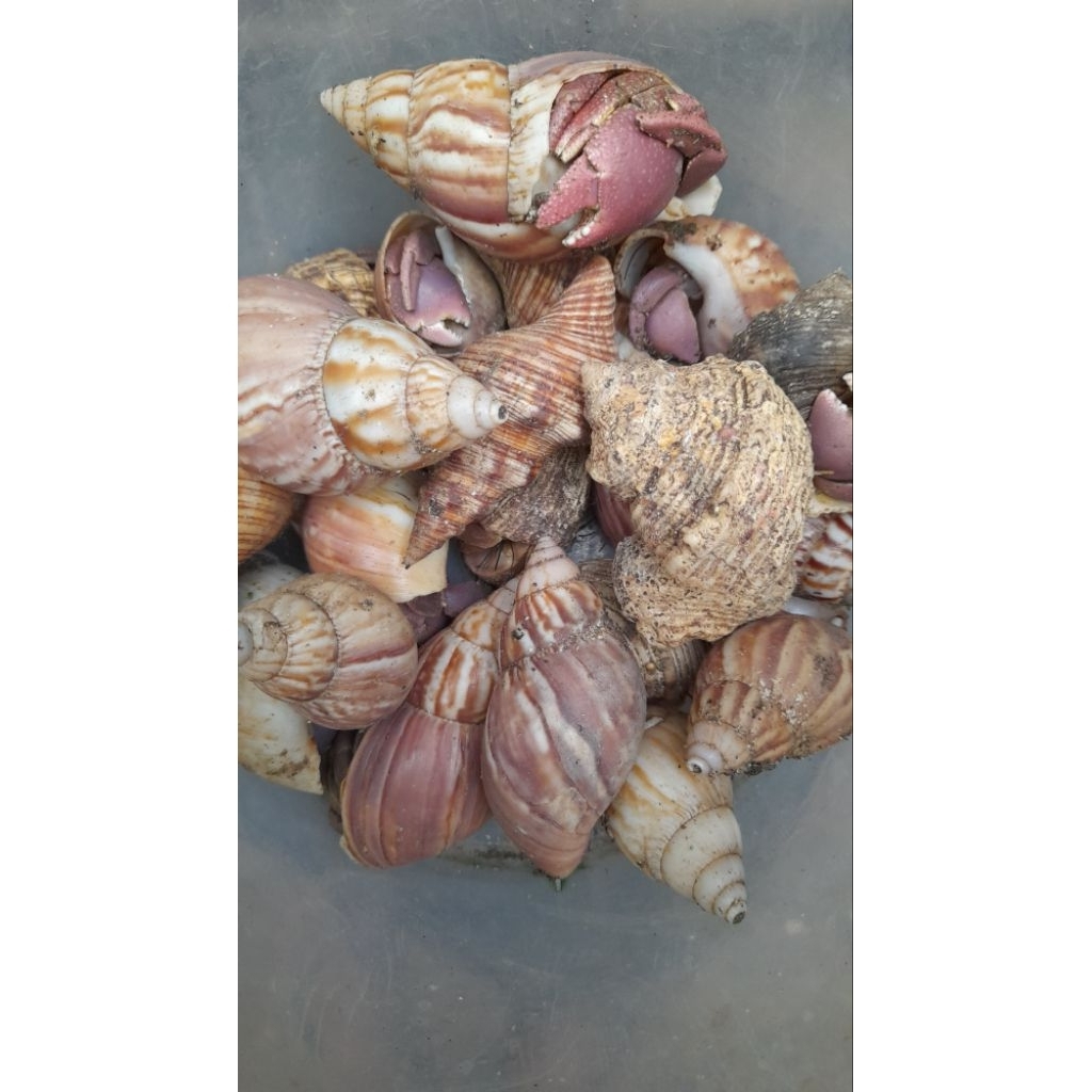 Umpan Mancing Umang L-XL 1kg