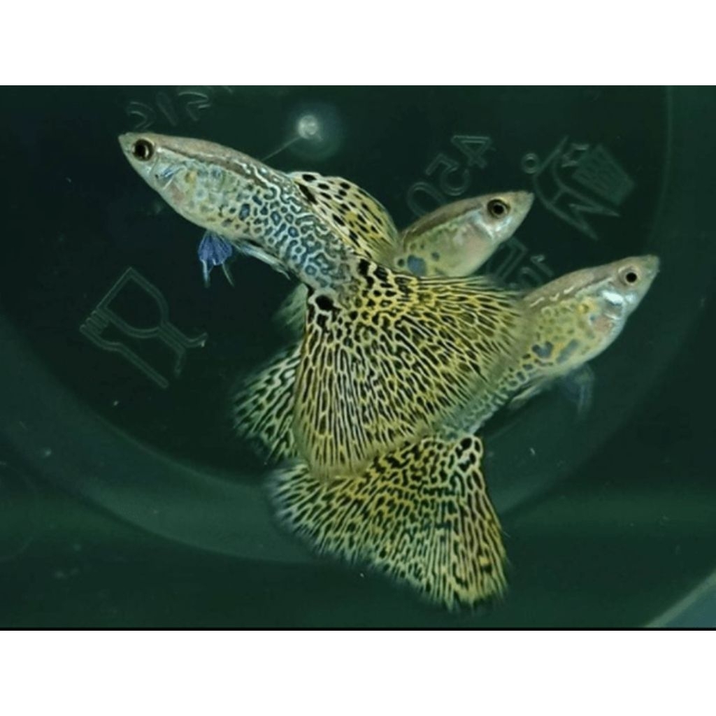 Aksesoris Aquarium Guppy GreenLace Only Male GreenLace Hanya Jantan Saja Hiasan Aquascape |Ikan Hias