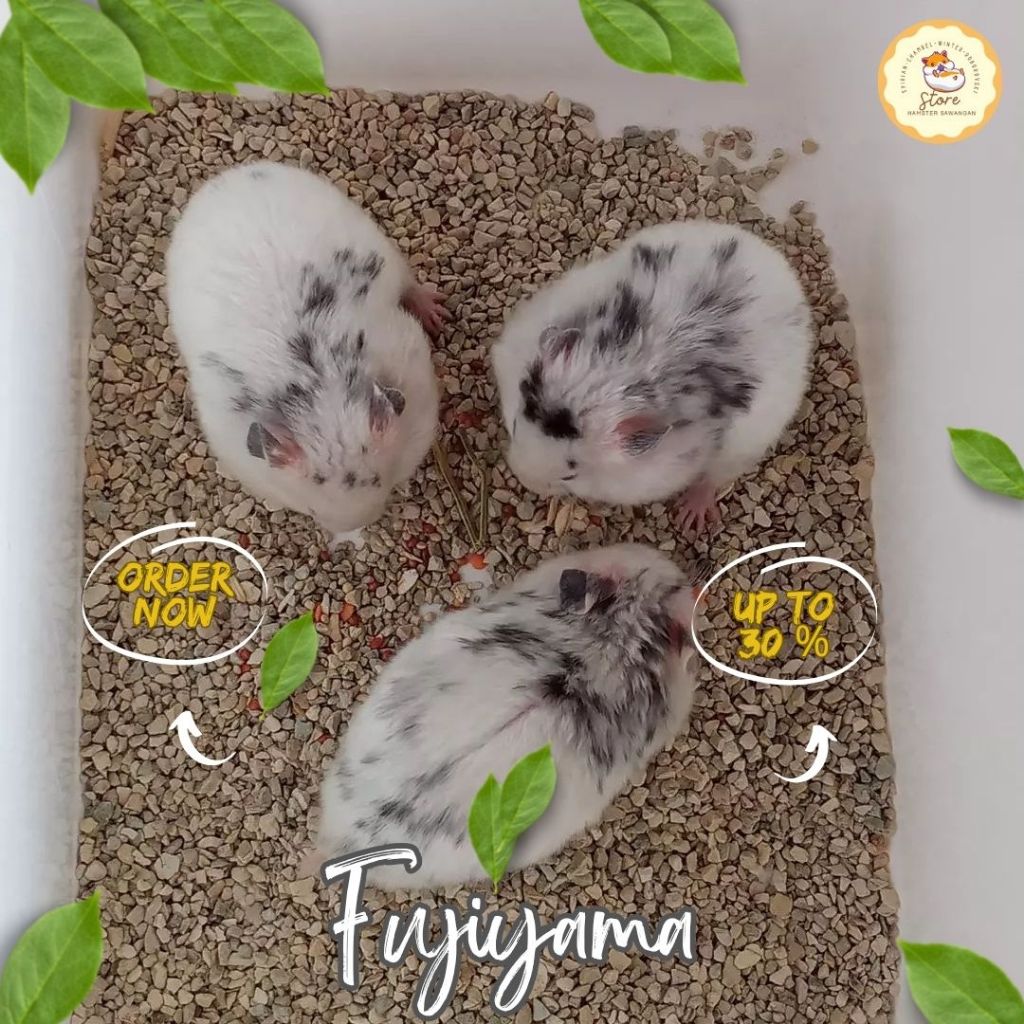 HAMSTER FUJIYAMA WHITE SPRINKLE (GOJEK & GRAB)