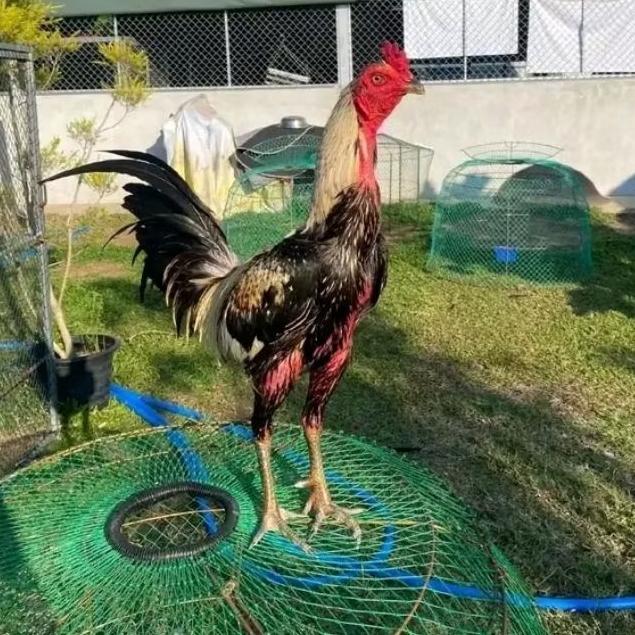 TELUR AYAM PETARUNG PAMA IQ ORI UNTUK DITETASKAN