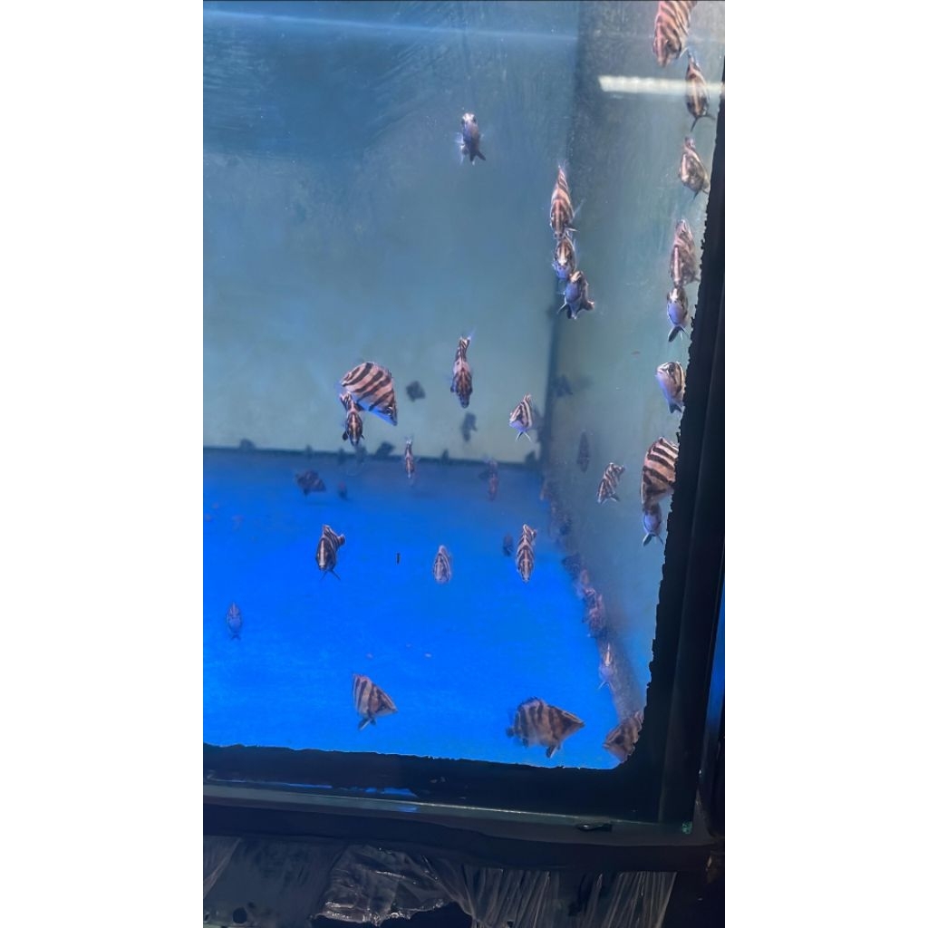 STICKER TIGER DATZ 4 BAR