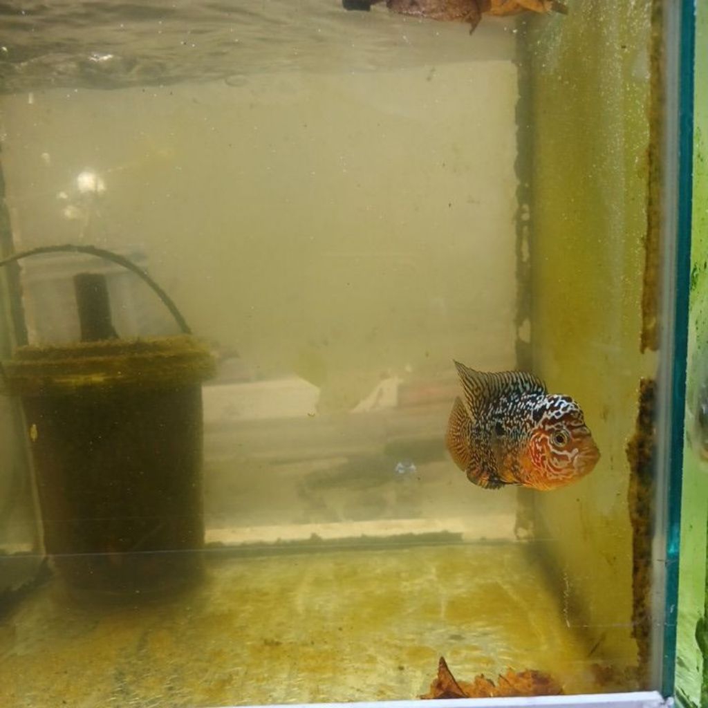 STICKER LOUHAN KAMFA F3 GB