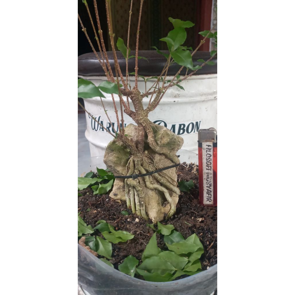 Bahan Bonsai Sakura Mikro