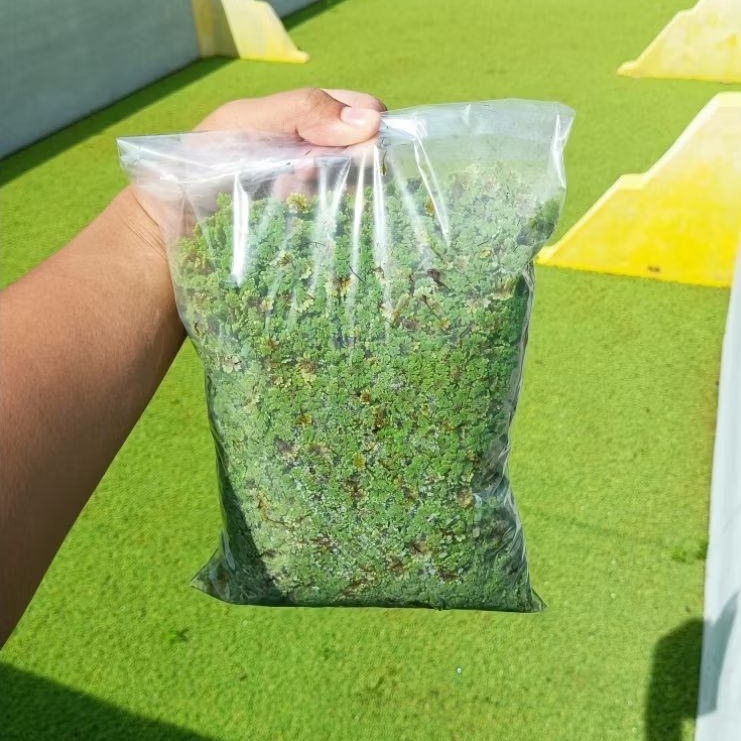 Azolla Segar 800 Gram | Bibit Azolla | Pakan Ayam Bebek Puyuh Ikan Lele Nila Gurame Kambing Sapi | P